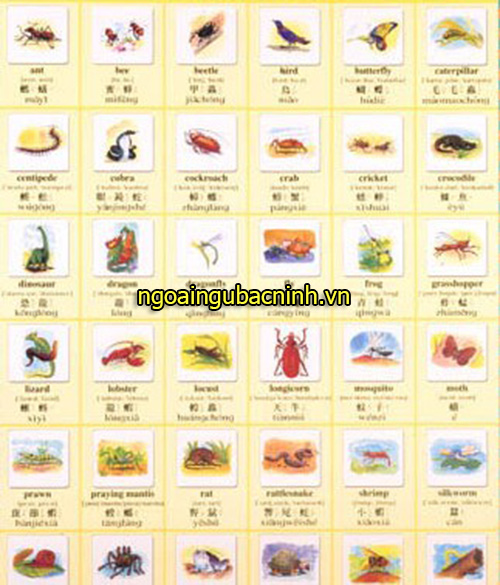 Học tiếng Trung thú vị qua chủ đề các con vật